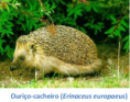 /album/fauna-na-ppafcc/ouri%c3%a7o-cacheiro-png/